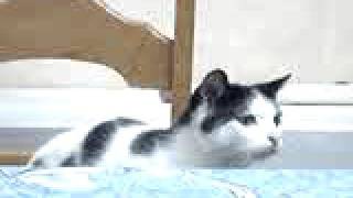 chat qui parle tout seul