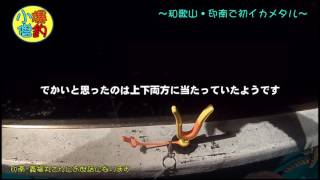 印南沖で初イカメタルPart１　Squid Metal