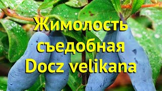 Жимолость съедобная Дочь Великана. Краткий обзор, описание lonicera edulis Docz velikana