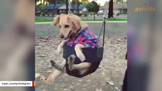 Disabled dog is now living her best life - world's happiest dog