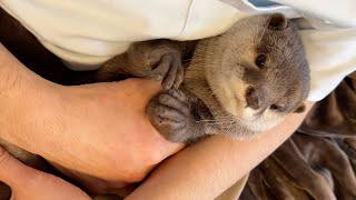 会うのが4回目ともなった友人にカワウソの態度が変わって…？ The fourth time I've seen my friend, the otter's demeanor has changed.