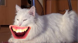 Кот по имени Кокс