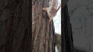 Белочка / Squirrel
