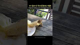 자기 몸보다 큰 옥수수를 탐내는 다람쥐
