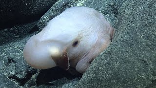 Cute Dumbo Octopus Eyes ROV Hercules | Nautilus Live
