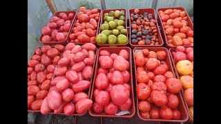 Какие томаты сеять в первую очередь? 