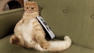 GoPro Kittens getting STOKED!