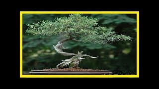 天然香料植物迷迭香，一不小心就養成了盆景，簡直美爆了！