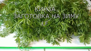 Кинза. Заготовка на зиму.