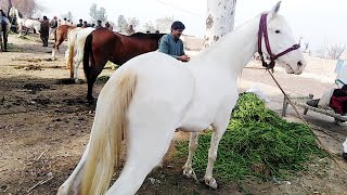 5 Most Beautiful Horse For Sale On MRG TV