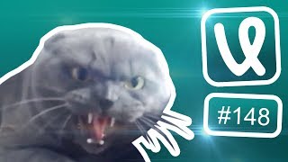 Лучшие ролики недели #148 Как голосовать на выборах?