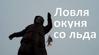 Ловим окуня со льда