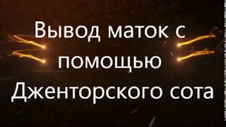 ▶️Вывод маток?‍?С помощью Джентерского сота или системы Никот. Вывод пчелиных маток ??‍??