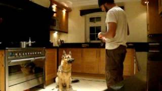 German Shepherd Obedience Training - 11 Months