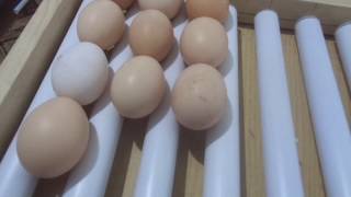 универсальный лоток для инкубатора своими руками