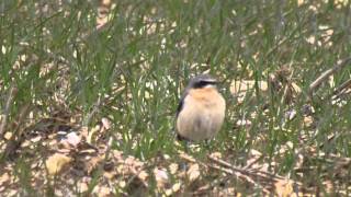 Wheatear, Hemel Hempstead