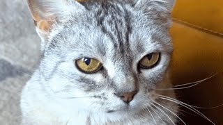 Woman brings home a senior cat. And discovers she's rarely amused.
