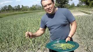 27.05.12_Реклама_Чеснока._Деликатес