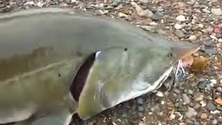 Рыбалка. Ловля Калуги на реке Амур.