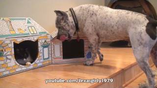 Cat's Dream HOUSE - One Purrfect Palace! Your Cat will be Safe in this Playhouse!