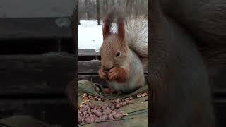 Ушастик дал погладить своё пузико / Ushastik gave him a pat on his belly