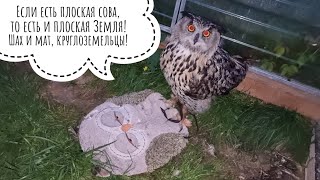Туманная сова-злова не разрешает мне рисовать на стенах