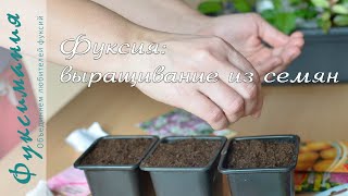 Фуксии: выращивание из семян