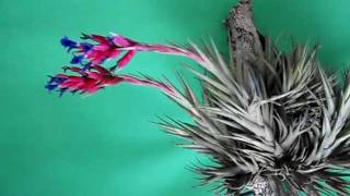 Tillandsia gris (Clavel del aire)     II