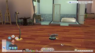 Los Sims™ 4 Cat in a Rumba