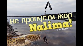 Жор налима в ноябре! Как и на что ловить налим в ноябре?