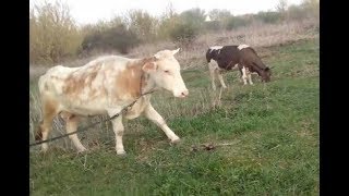 Вывел коров на пастбище)) выпас коров на привязи))