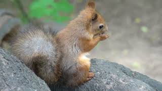 Небольшие зарисовки с белками / Small sketches with squirrels