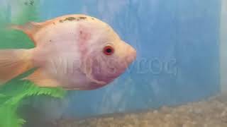 ചില്ലുകൂട്ടിലെ മത്സ്യങ്ങൾ| Varity fishes Aquarium |