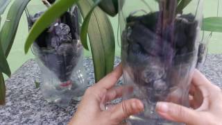 Cultivo Alternativo de Orquidea