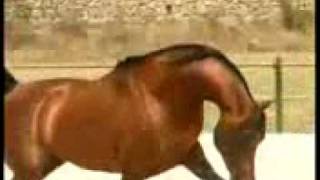 فرس عربيه جميله جدا arabic hourse