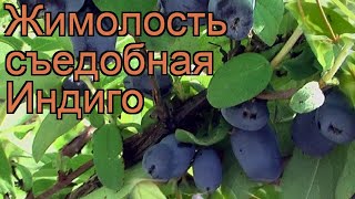 Жимолость съедобная Индиго (lonicera edulis) ? Индиго обзор: как сажать, саженцы жимолости Индиго