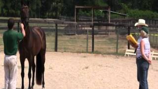 Joy Taylor's Ruffian Silver Lining at RPSI inspection 8/18/11