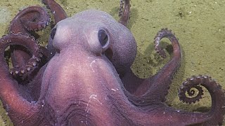 Phenomenal Purple Cephalopod | Nautilus Live (Remastered!)