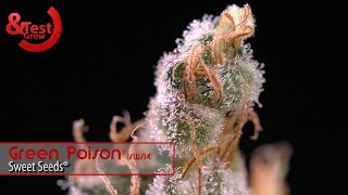 Aumentar la producción de THC en COSECHA de MARIHUANA con LUZ ULTRAVIOLETA y PODA FINAL Test&Grow 21