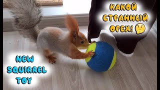 Купили для бельчонка новую игрушку, его реакция!!! ️ We bought a new toy for the squirrel