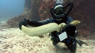 Sea Snakes | JONATHAN BIRD'S BLUE WORLD