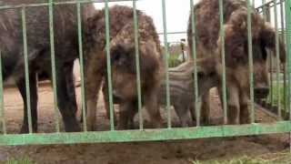 кудрявые свиньи. Керченская ферма