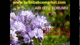 arı otu fiyatları,arı otu satışı,arı otu fiyatları,ari otu tohumu,arı otu ekim zamanı,Arı otu,Arı ot