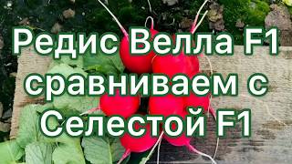 Редис Велла F1 сравниваем с Селестой F1