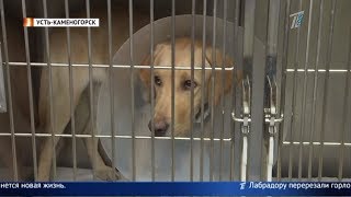 Человек собаке… враг. Лабрадору перерезали горло и бросили умирать