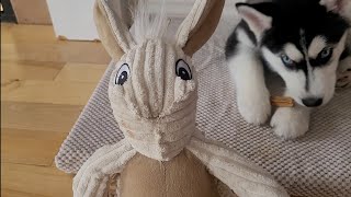 Собака погрызла лицо. Сделали пластическую операцию / The dog bit his face. Had plastic surgery