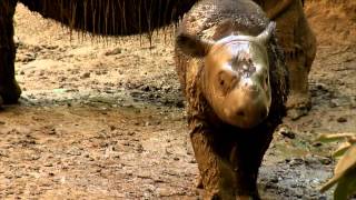Last Sumatran Rhino Leaving - Cincinnati Zoo