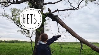Обучение ястреба-тетеревятника. Этап 9 (день 11). Подзыв на перчатку с земли и с дерева. Неудачно