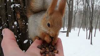 Милая белочка и её женихи / Cute squirrel and her grooms