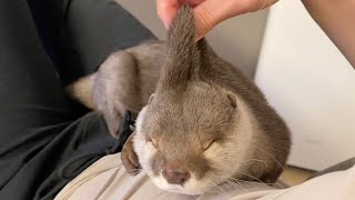 一泊の出張から帰ってきた時、カワウソの反応がいつもと違った Otter's reaction when I came back from an overnight business trip